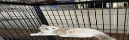 Ragdoll cats for sale: Ragdoll kittens for sale - Advert 7
