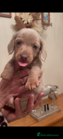 Dachshund dogs KC MINIATURE DACHSHUND PUPS FOR NEW HOMES - Advert 5