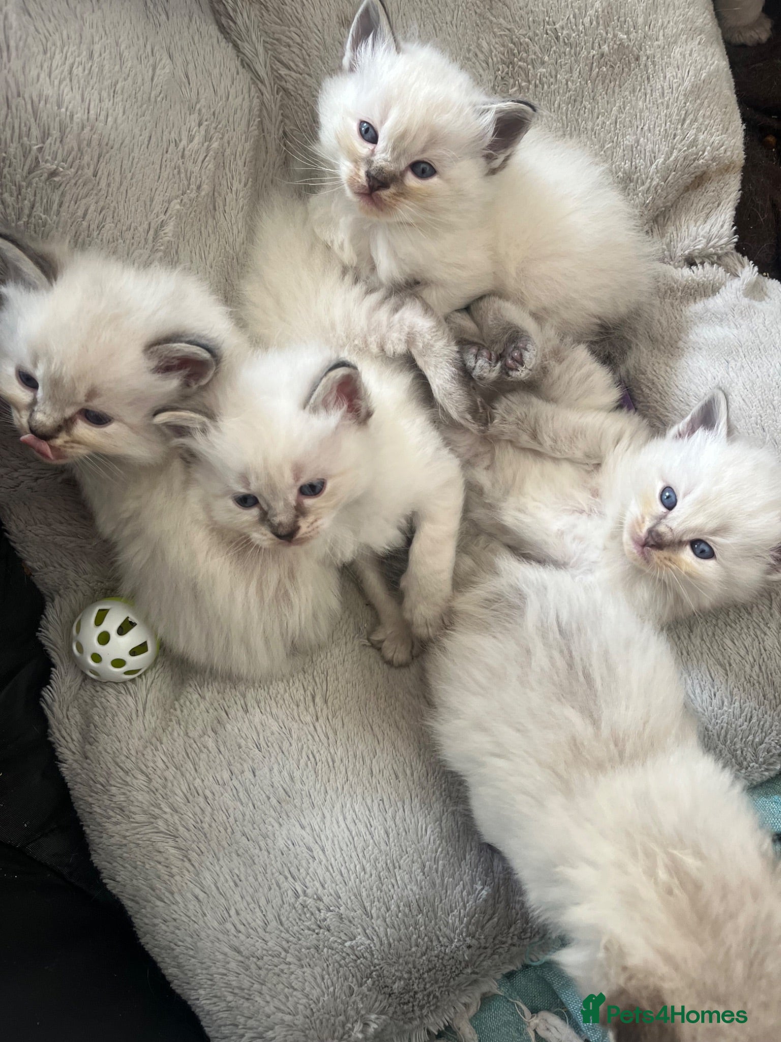 Ragdoll cats Fluffy ragdoll kitty’s  - Advert 13