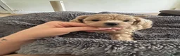Maltipoo dogs for sale: ⭐Tiny Maltipoo Puppies |Maltese x Asian Toy Poodle - Advert 12