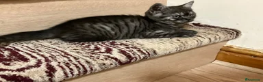 British Shorthair 1