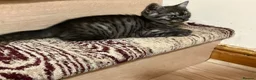 British Shorthair cats for sale: Rare BSH kitten - Advert 12