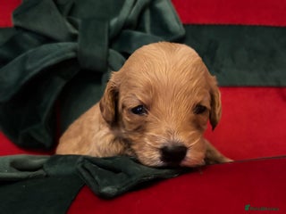 Cockapoo dogs ⭐️OUTSTANDING, HIGH QUALITY Cockapoo F1B Puppies⭐️ - Advert 10