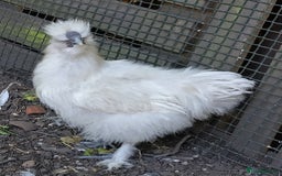 Chickens poultry for sale: Mixed Silkie chickens (Trio/all). Hatched 2025 - Image 6