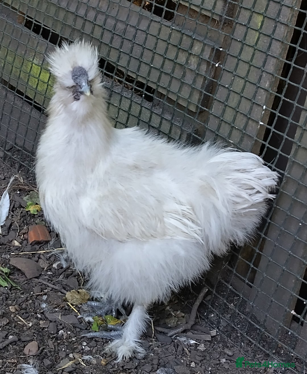 Chickens poultry for sale: Mixed Silkie chickens (Trio/all). Hatched 2025 - Image 6