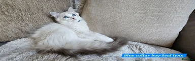 Blue boy