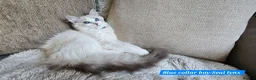 Ragdoll cats for sale: RAGDOLLS BOYS ONLY 2 LEFT - Advert 13