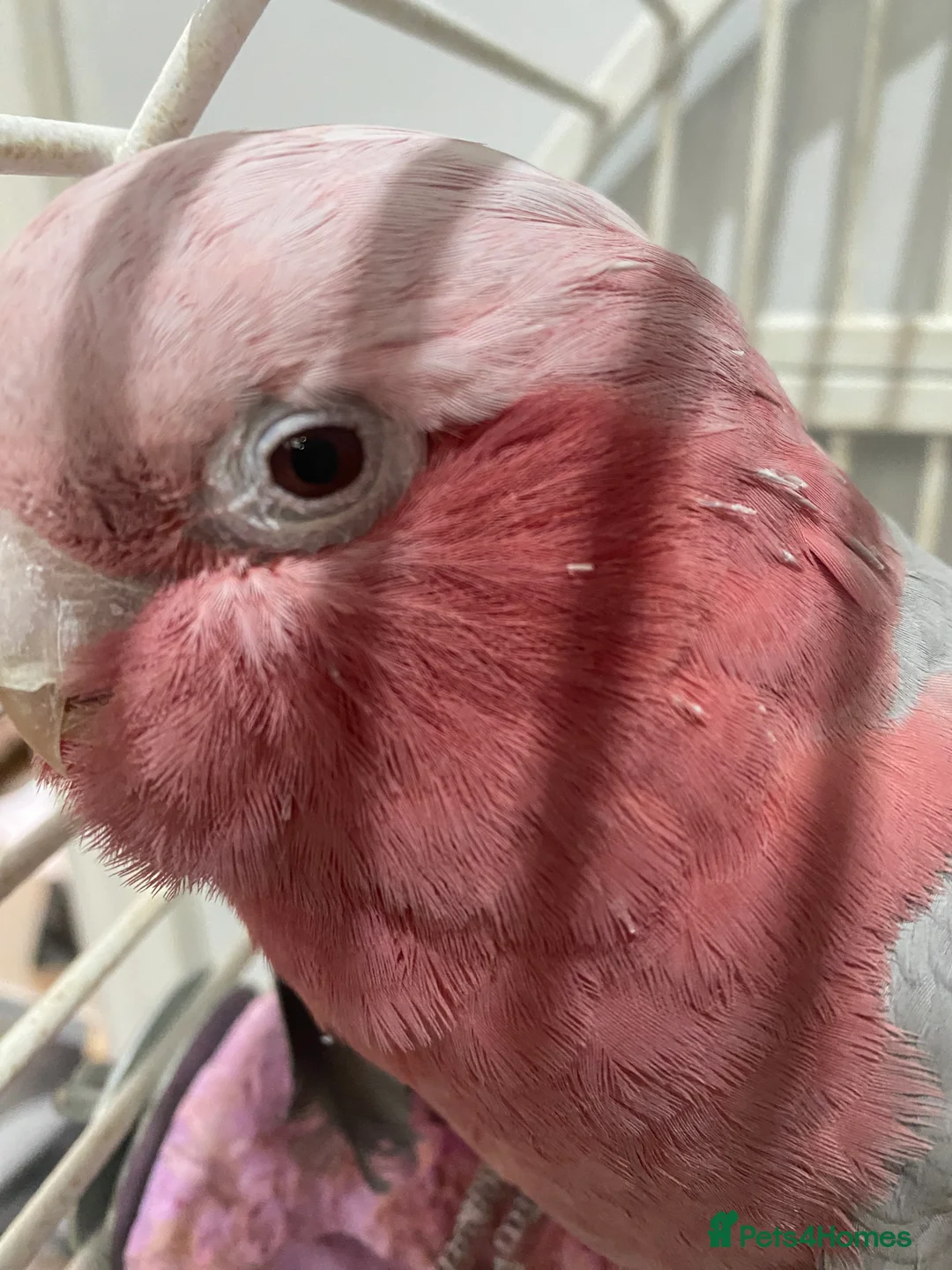 Cockatoo birds for sale: Female Galah Cockatoo - Advert 9