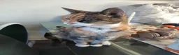 Mixed Breed cats for adoption: ❤️🐱 BERNICE – LEFT BEHIND...  in Derby - Advert 8