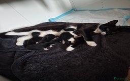Mixed Breed cats for sale: One beautiful girl and one boy Tuxedo kittens - Advert 8