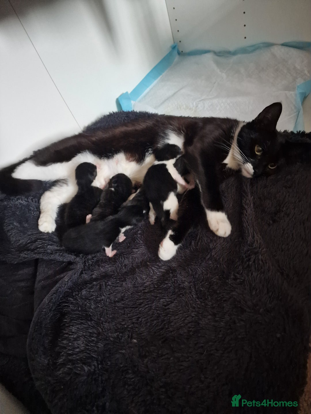 Mixed Breed cats for sale: One beautiful girl and one boy Tuxedo kittens - Advert 8