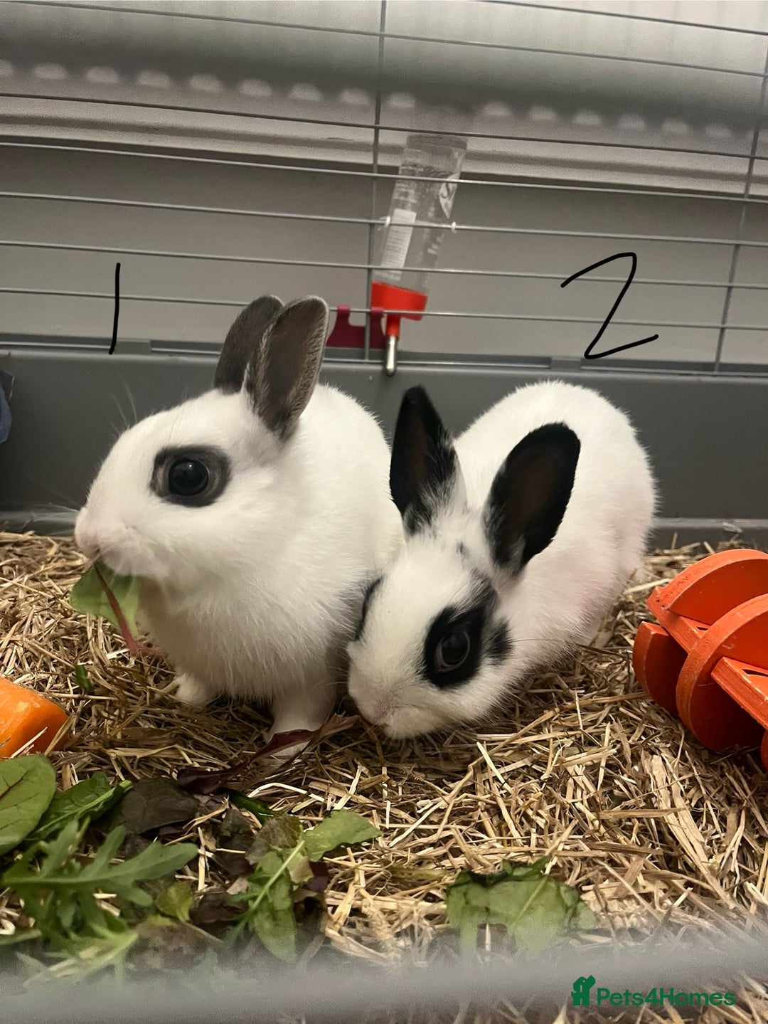 Mixed Breed rabbits for sale: 2 female rabbits  - Advert 1