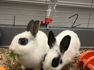 Mixed Breed rabbits 2 female rabbits - Advert 1