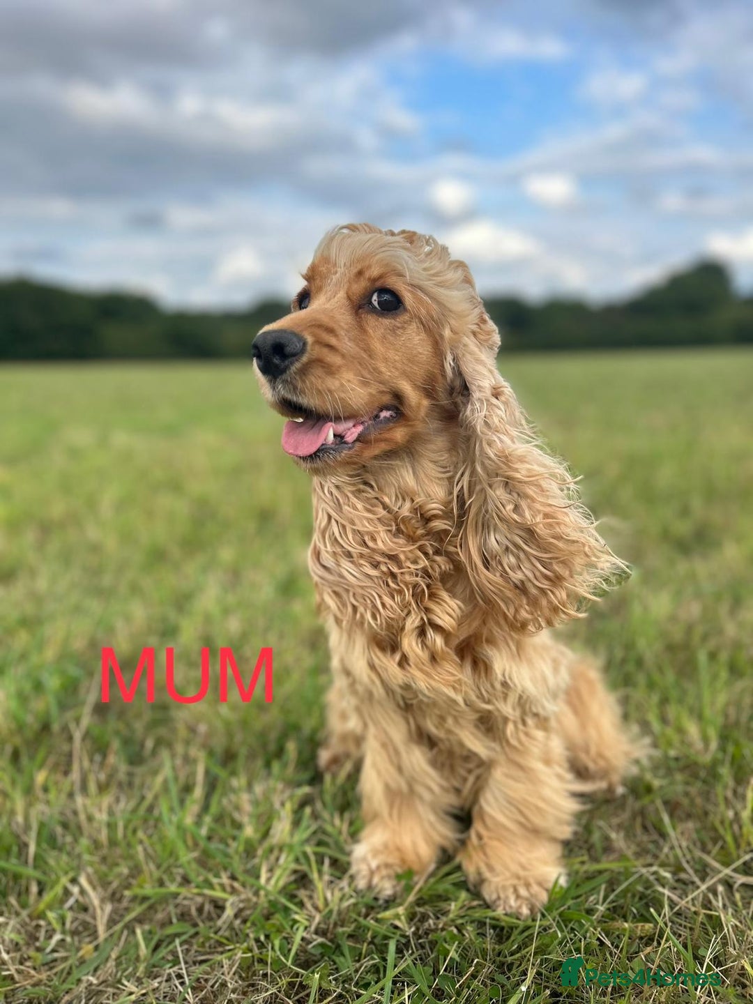 Cocker Spaniel dogs for sale: SHOW Cocker Spaniel puppies  - Image 2