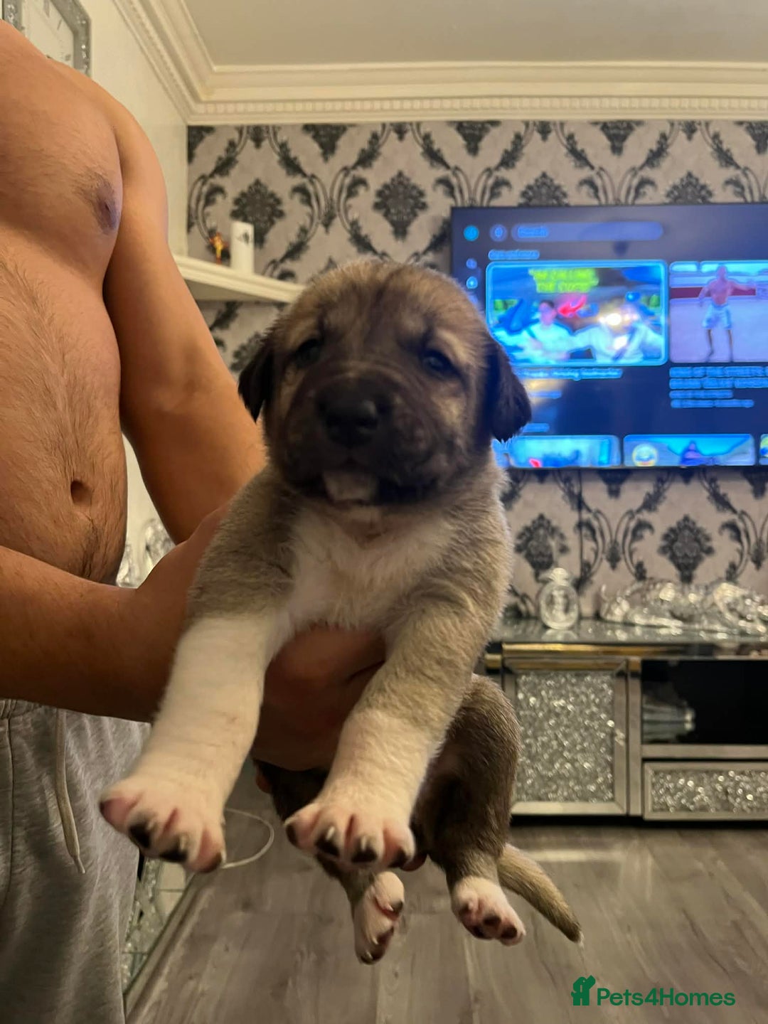 Turkish Kangal dogs for sale: Turkish kangal - Advert 5