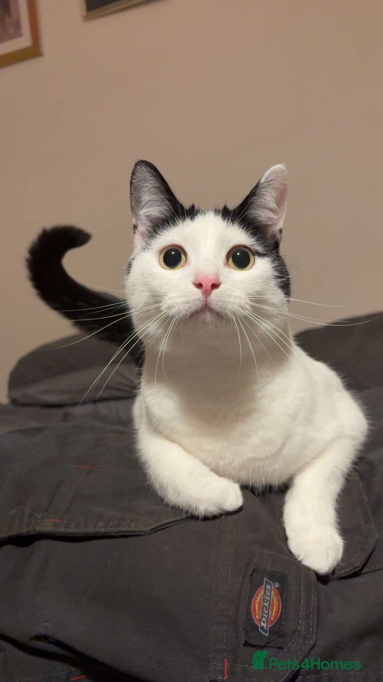 Mixed Breed cats 1 beautiful female cat - Advert 3