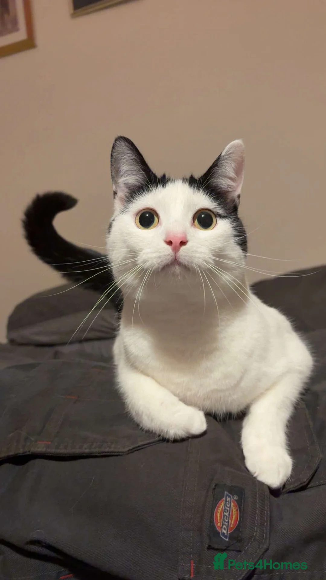 Mixed Breed cats for sale: 1 beautiful female cat - Advert 1