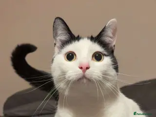 Mixed Breed cats 1 beautiful female cat - Advert 3