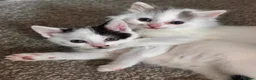 Mixed Breed cats for sale: kittens ready 16/10 - Advert 3