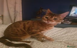 Bengal cats for sale: Bengal 3yr old Queen  - Cheetara  - Image 6