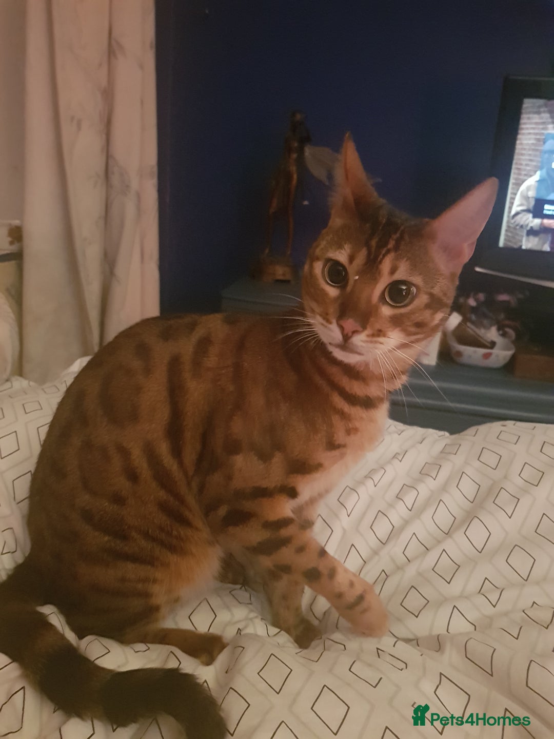 Bengal cats for sale: Bengal 3yr old Queen  - Cheetara  - Image 6