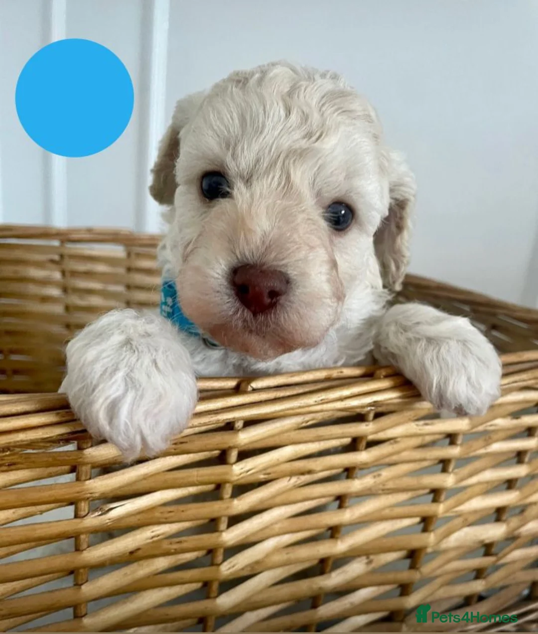 Cavapoo dogs for sale: Cavapoo Puppies 🐶  - Advert 6