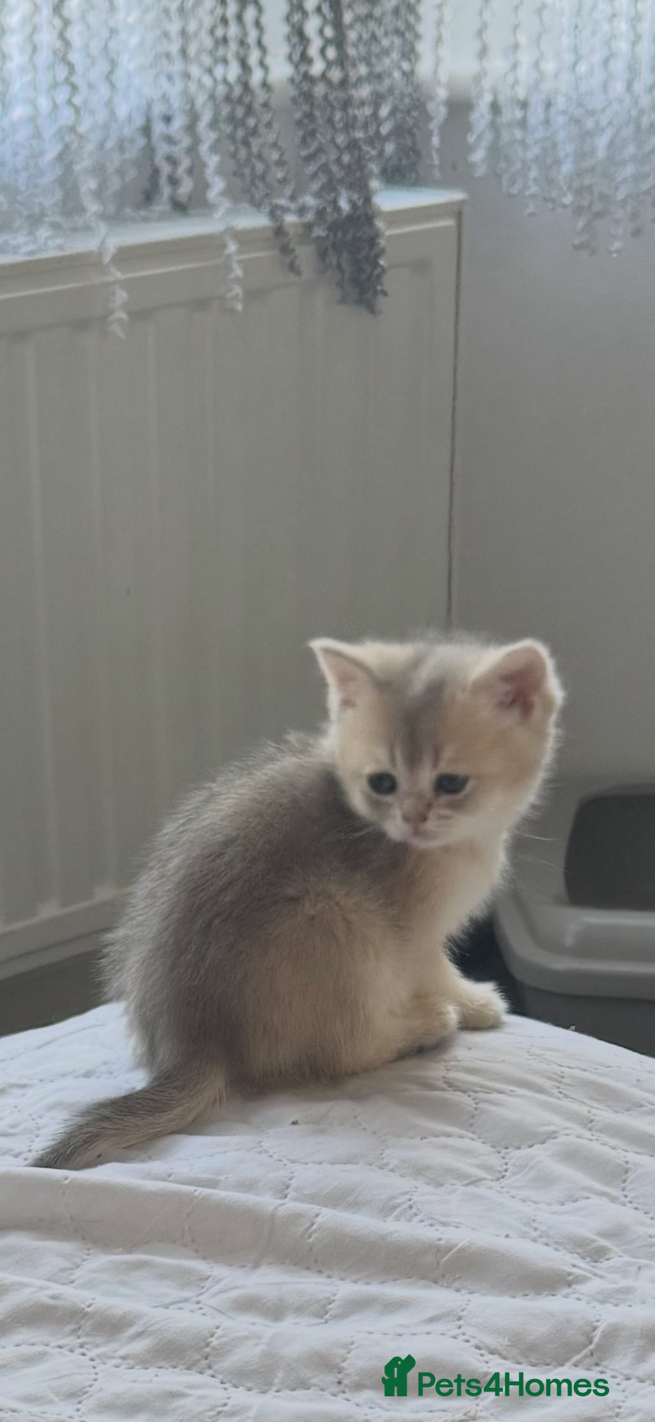 Scottish Fold cats for sale: Scottish pedigree golden kittens - Advert 11