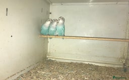 Lovebirds birds for sale: Peach face lovebirds  - Image 5