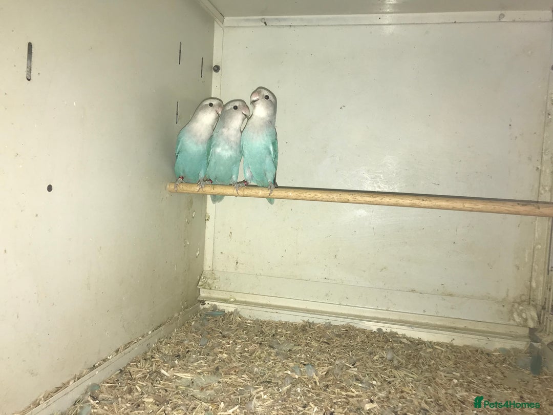 Lovebirds birds for sale: Peach face lovebirds  - Image 5