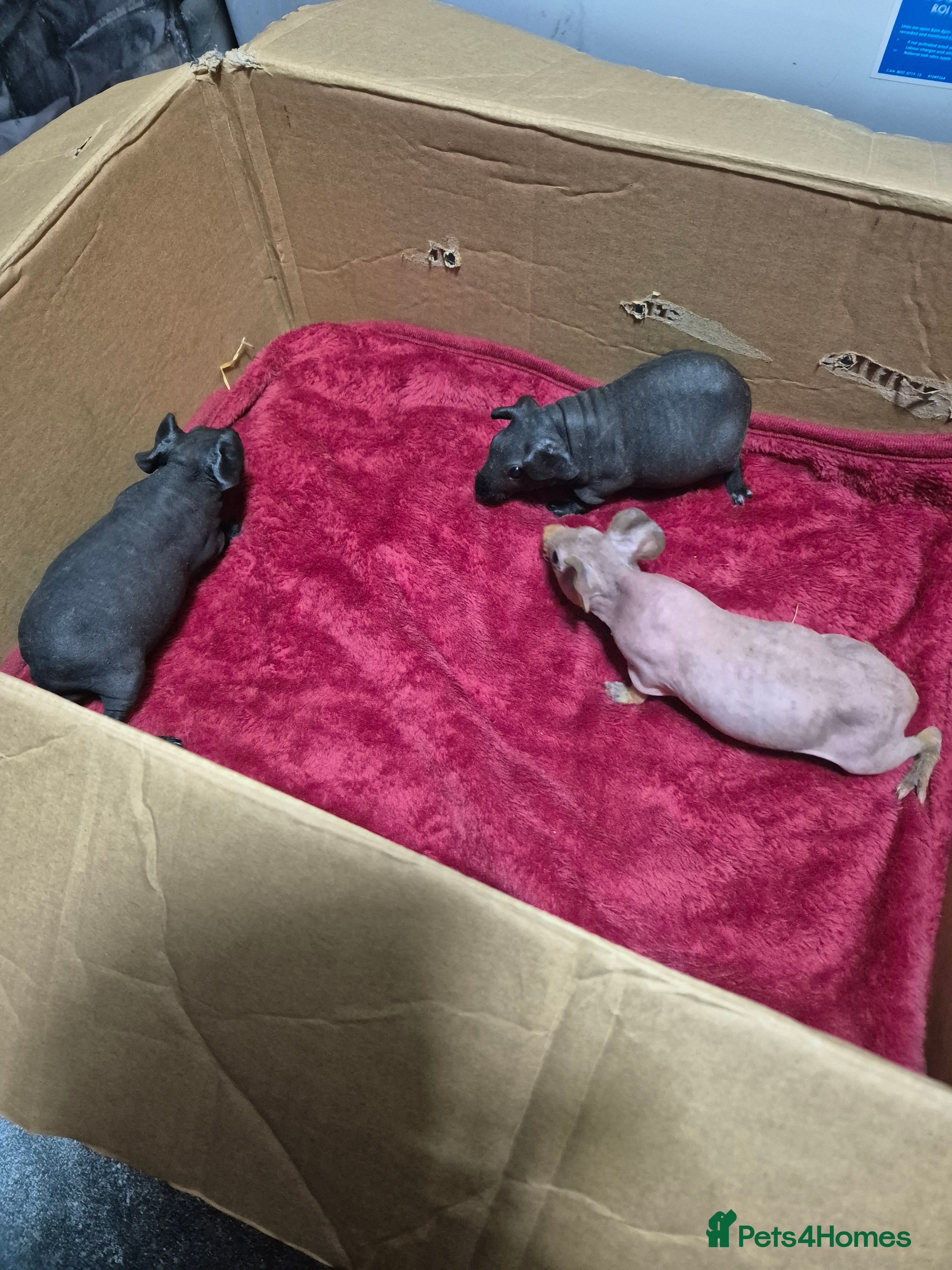 Guinea Pig rodents Pair of Baby Male Skinny Pigs For Sale  - Advert 4