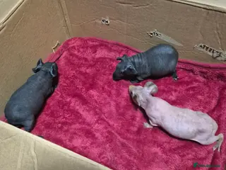 Guinea Pig rodents Pair of Baby Male Skinny Pigs For Sale - Advert 4