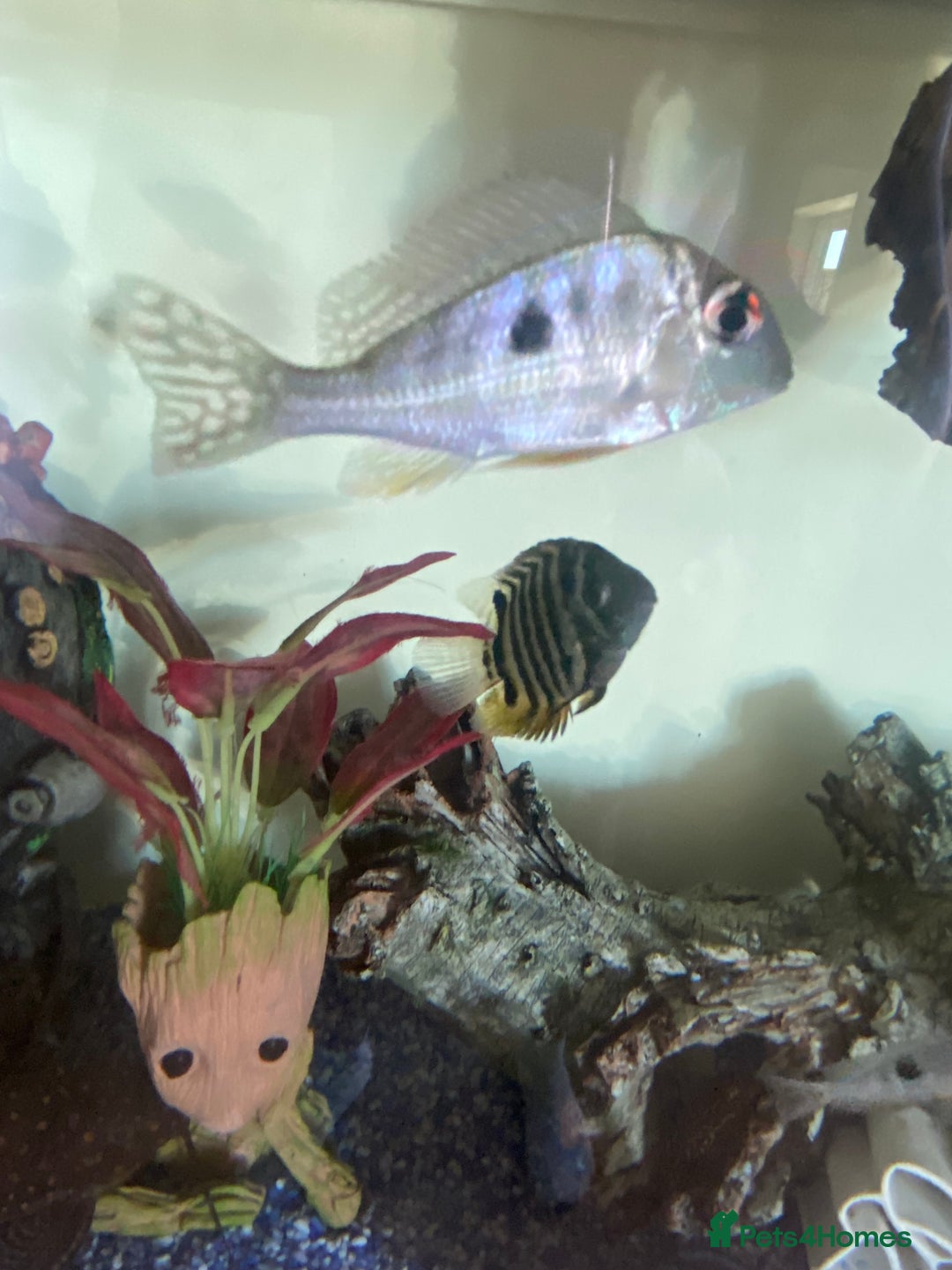 Cichlids fish for sale: South American cichlids all must go! - Image 2
