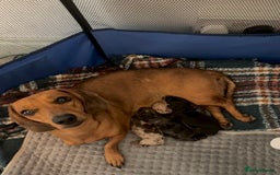 Dachshund dogs for sale: Beautiful Dachshund Puppies - Image 1