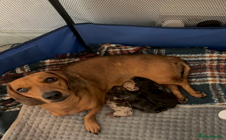 Dachshund dogs - Advert 6