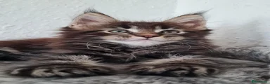 Maine Coon 2