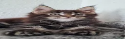 Maine Coon cats for sale: GCCF REGISTERED MAINE COON KITTENS - Advert 23