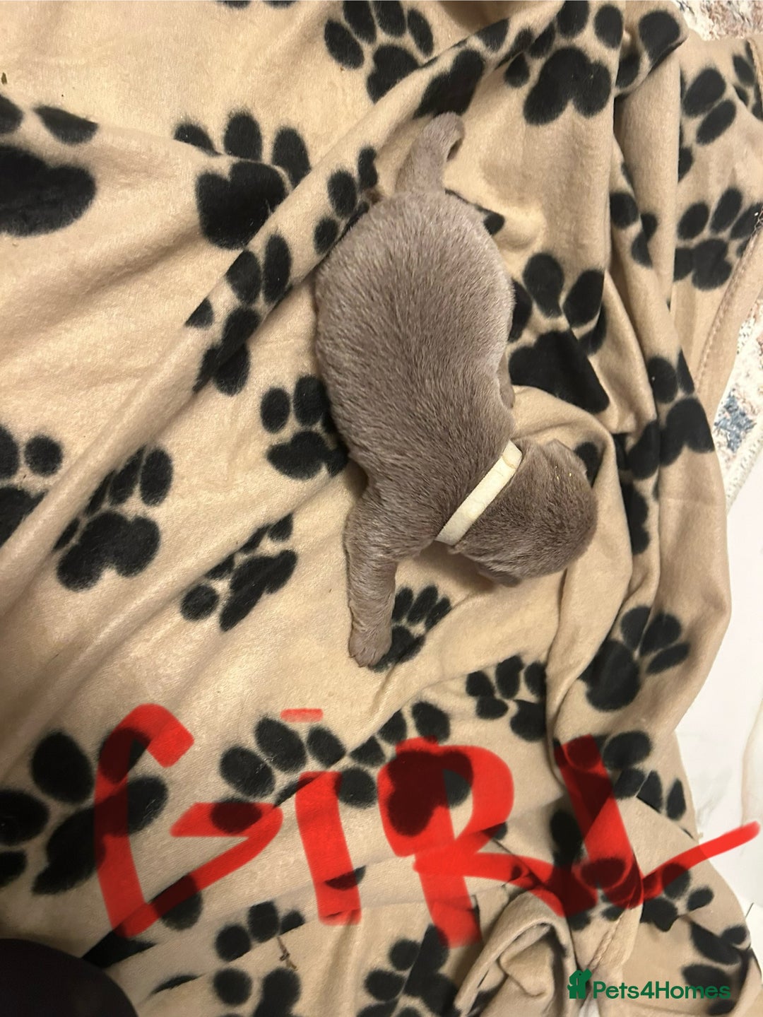 Labrador Retriever dogs for sale:  Silver Labrador retriver - Advert 7