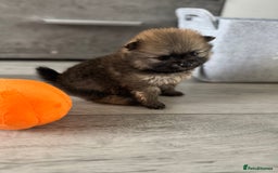 Pomeranian dogs for sale: KC registered Pomeranian puppies - Image 11