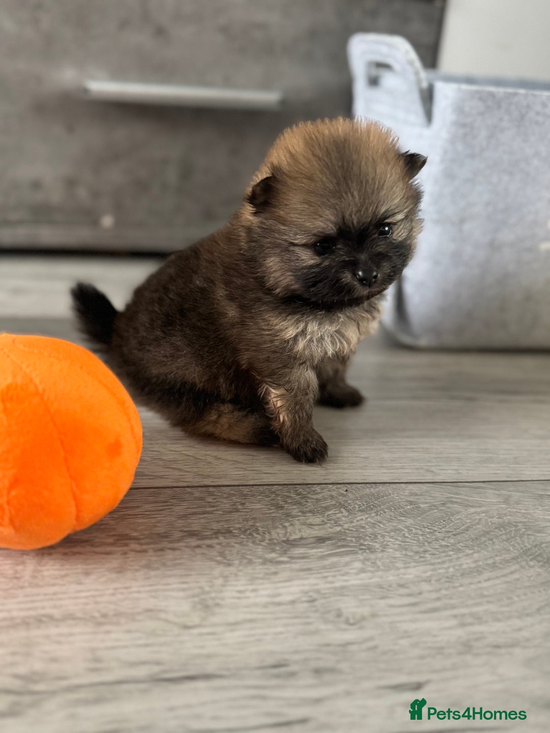 Pomeranian dogs for sale: KC registered Pomeranian puppies - Image 11