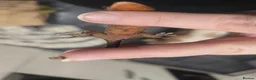 Gecko reptiles for sale: Flame partial pin Crested Gecko - Advert 3