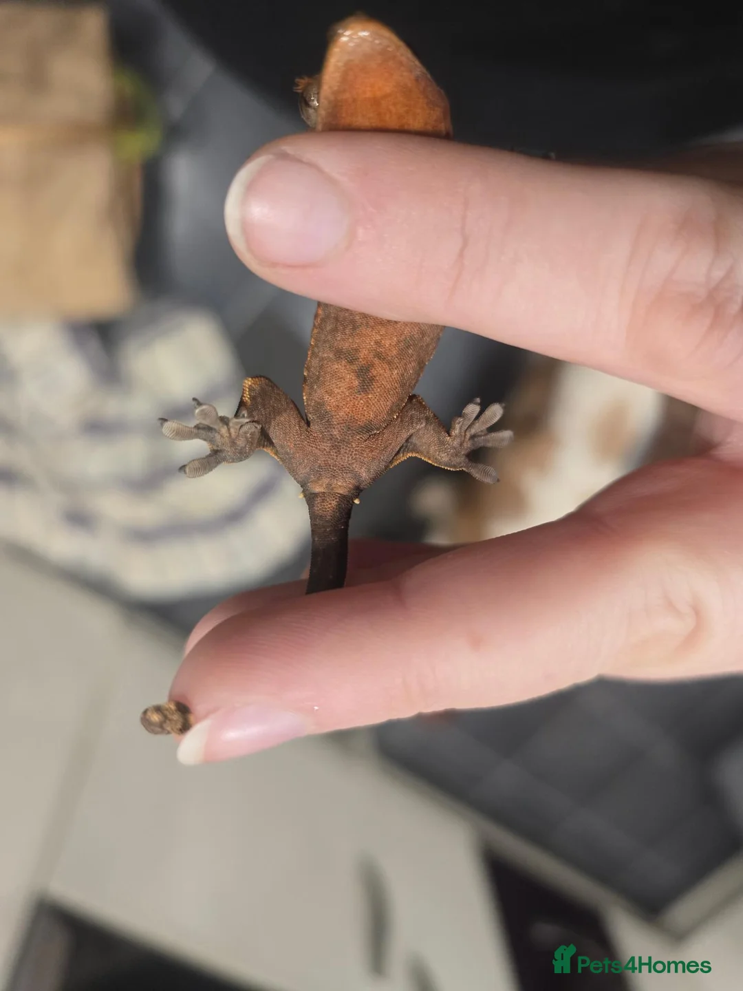 Gecko reptiles for sale: Flame partial pin Crested Gecko - Advert 3