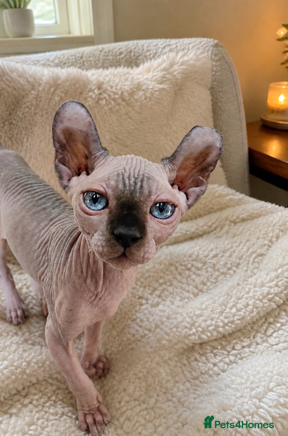 Sphynx cats 🌟 SPHYNX KITTENS 🌟😸HEALTH TESTED😸  - Advert 2