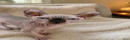 Sphynx cats for sale: ❤️ TICA PEDIGREE KITTENS ❤️😸HEALTH TESTED😸  - Advert 1