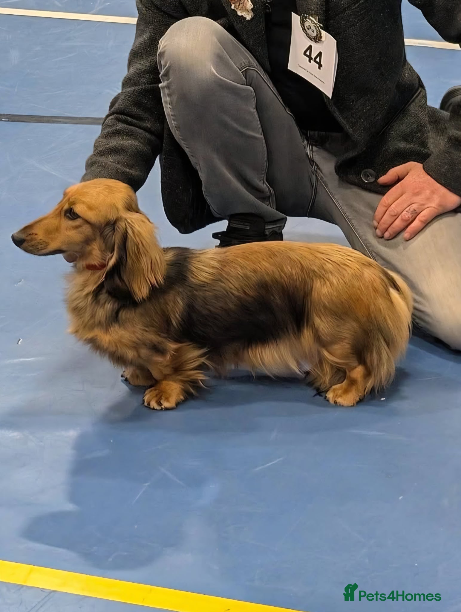 Miniature Dachshund dogs Kc.reg Miniature Longhaired girl - Advert 1