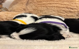 Mixed Breed dogs for sale: Cocker Sproodle Puppies ready 16/12 - Advert 15