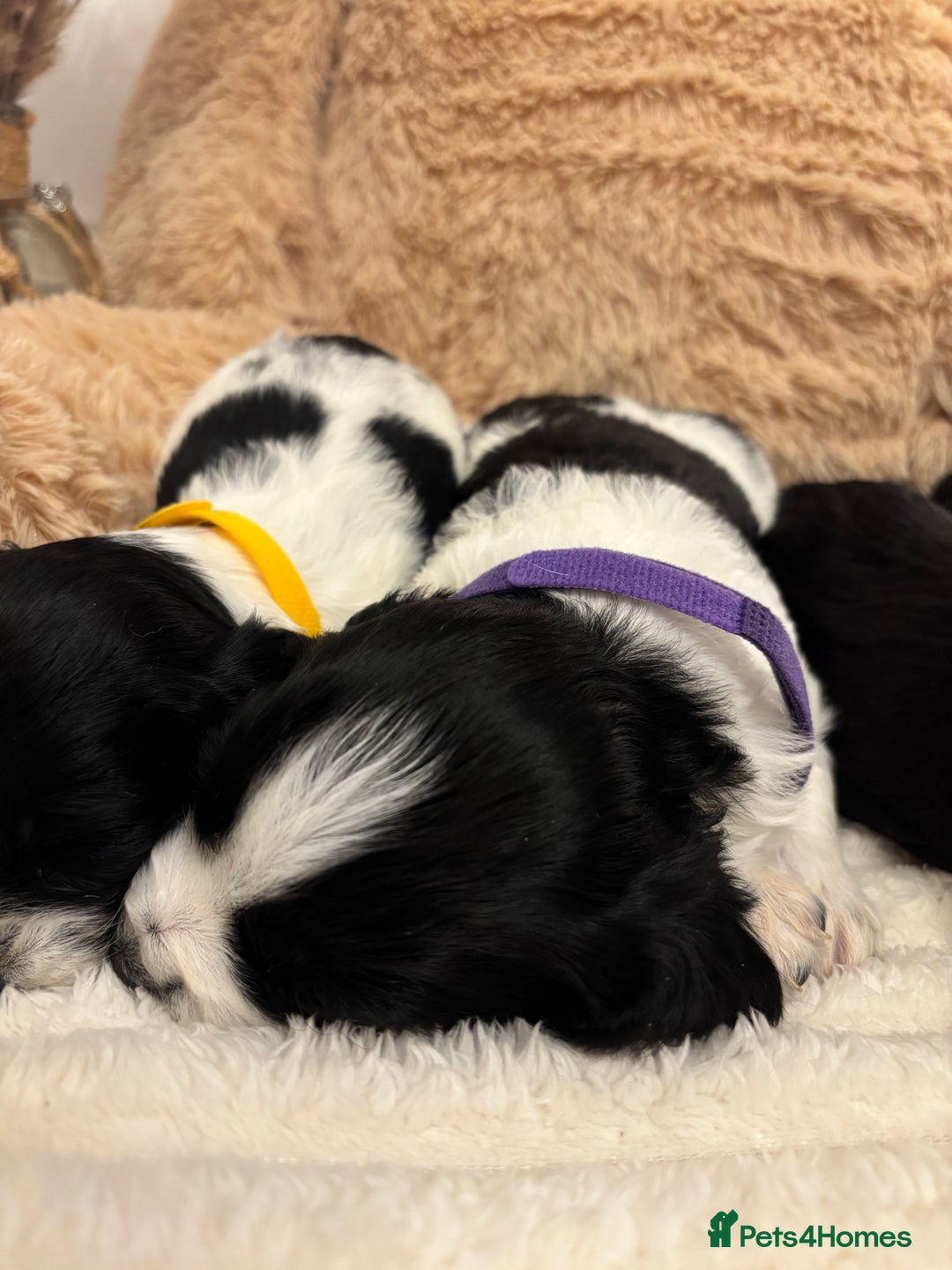 Mixed Breed dogs for sale: Cocker Sproodle Puppies ready 16/12 - Advert 15