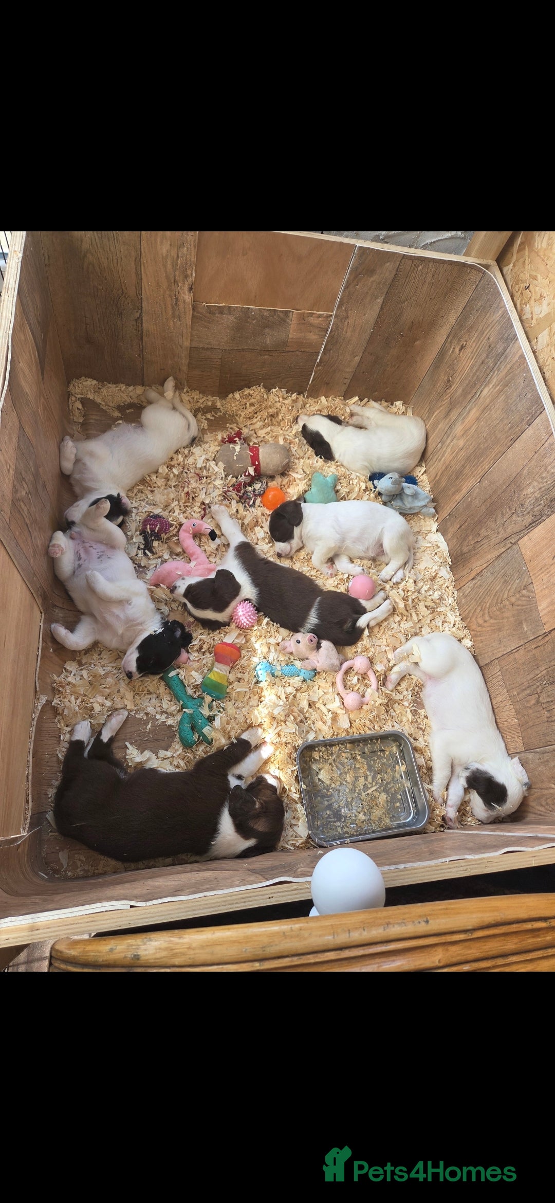 Sprollie dogs for sale: Sprollie puppies - Image 13