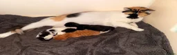 British Longhair cats for sale: Chunky long haired kittens  - Advert 16