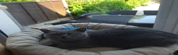 British Shorthair cats for sale: Pure British shorthair one girl,ready to go - Advert 11