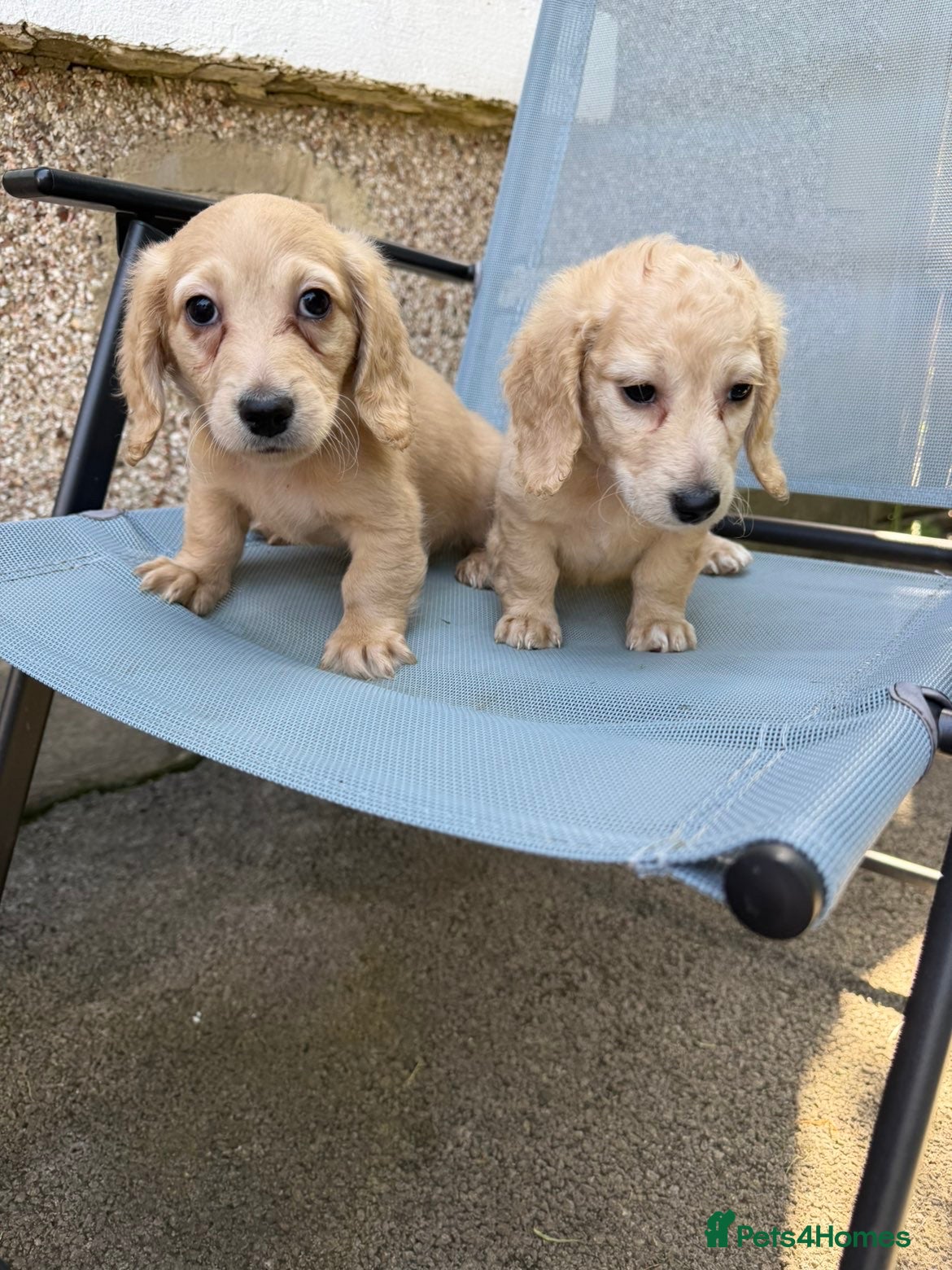 Dachshund dogs Cream mini long haired dachshund puppies - Advert 13